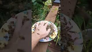 Honey Bees on the Deck is Dangerous???? #honeybee #beekeeping #beekeeper