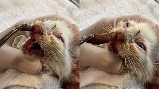 Removendo larva de borboleta do nariz do gatinho