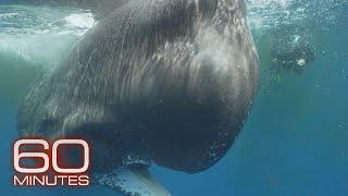 Sperm whale protection focus of marine sanctuary creation in Caribbean | 60 Minutes