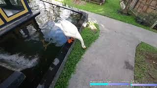 Justketh - Goose Attack and Terrifying live irl ! - Clip