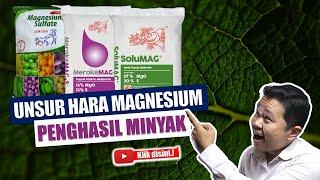 Seri Pemupukan 9#. Kegunaan Utama Pupuk Magnesium Bagi Tanaman - Bawang -  Nilam - Kelapa Sawit