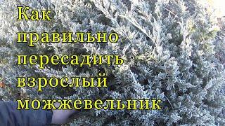 Как правильно пересадить "взрослый" можжевельник (декоративное растение). Когда и как?