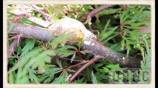 Praying Mantis Babies Hatching