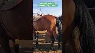 #horsemarket #equestrain #stallion #horse #youtubeshorts