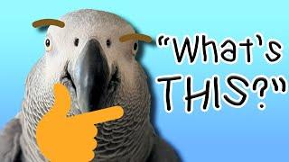Did This Parrot Just Ask a Question?