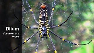 Giant golden spider (Nephila pilipes) - part 2