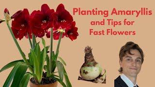 How to Plant Amaryllis Bulbs - Tips for Faster Flowering