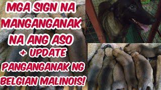 MGA SIGN NA MANGANGANAK NA ANG ASO + UPDATE PANGANGANAK NG BELGIAN MALINOIS!