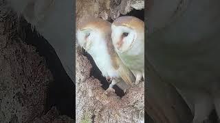 Barn owls Gylfie & Finn's first chicks #robertefuller #gylfieandfinn #wildlives