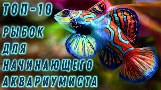 Топ - 10 рыбок для начинающего аквариумиста