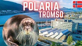 Polaria Tromsø 2023   || World´s Most Northerly Aquarium(Beared Seal)