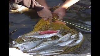 Zonguldak Lüfer Avı