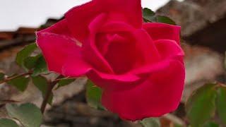 #short #virl #minivlogट #live #priyanka #vlog#flowers #rose