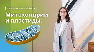 Митохондрии и пластиды. Готовимся к ЕГЭ по биологии.