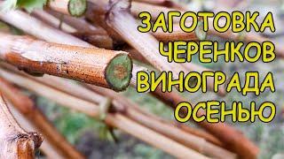  ЧЕРЕНКИ  винограда  погибнут зимой, если вы не знаете эти секреты опытных виноградарей 