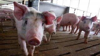 Organs For Human Transplants Could One Day Be Grown Inside Pigs