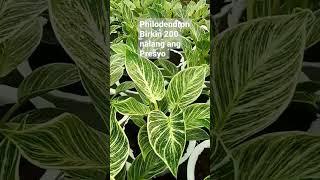 Philodendron Birkin dating 600 to 1k nasa 200 nalang#plants #philodendron #yooragardentips