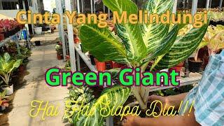 Green Giant Aglonema, Papua, Harga Bunga Aglonema, Aglonema Termahal & Terbaik, Trend Aglonema