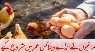 Golden Misri hen starting eggs laying_ When Desi Hens Start Eggs Laying_ Egg Laying Hen