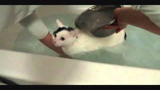 Cat taking a bath mooooooo mooooooo