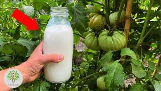 Spray Tomatoes and Cucumbers with Milk and Say Goodbye to Powdery Mildew and Late Blight!