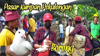 GREBEK PASAR MERPATI KURIPAN PEKALONGAN BORONG , PART 2