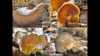 Winterpilze 2021 - Seitlinge | Austernseitling | Muschelseitling | Orangeseitling | Pleurotus