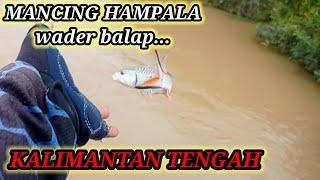 CASTING IKAN HAMPALA || di sungai buaya arus deras