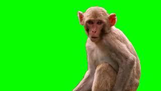 Monkey Live Action 4k Green Screen