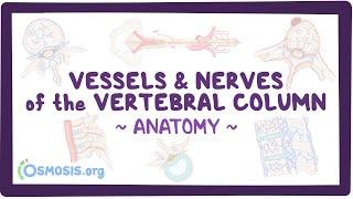 Vessels and nerves of the vertebral column: Anatomy