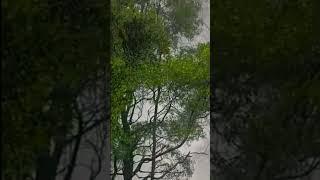 good raining sound with thunder. #rain #thunder #thunderstorm #lightning #storm #trending #nature