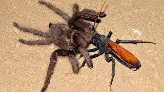 Whhen a tarantula meets its worst predator — a tarantula hawk