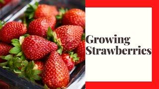 Growing Strawberries in Zone 6