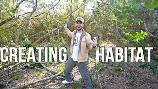I'm Restoring a Forest! How To Clear Invasive Trees of the Southeast!