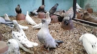 EGYPTIAN SWIFT FANCY PIGEONS by LABONG AVIARY in the PHILIPPINES.