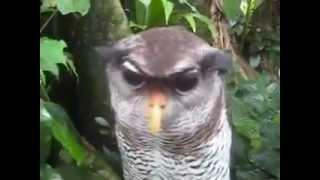 incredible Owl