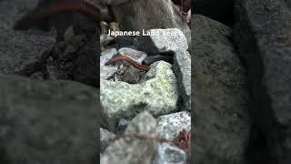 The Most Disgusting Animal in Japan…