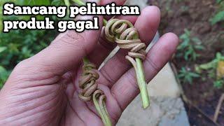 SANCANG PELINTIRAN GAGAL PRODUK | PREMNA MICROPHYLLA