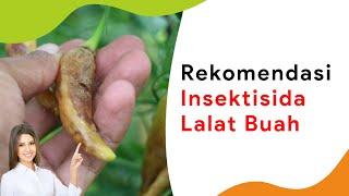 Cara Mengatasi Lalat Buah Pakai 3 Bahan Aktif, Insek Bau Menyengat