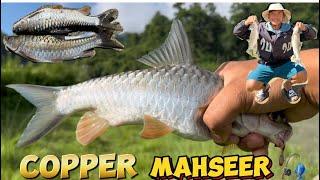 Copper Mahseer Fishing !! (Catley Fish) River Fishing Nepal  #villagefishing #nature #adventure