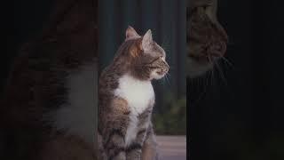 Funny Cute Cat, Cute Moment, Funny Cat videos Cat Sneeze, #kitten #meow #cat #catviral #asmr