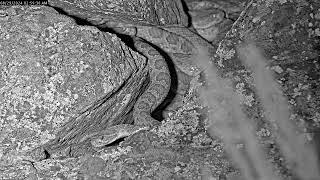 Woodrat runs by sleeping rattlesnakes and curious snake investigates