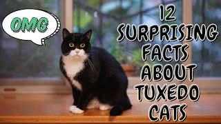 12 Surprising Facts About Tuxedo Cats [OLD VERSION]