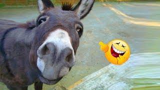 Funniest  Donkey  Video Compilation Ever! ｜2019