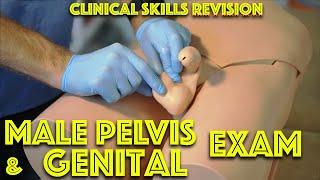 Male Genital Examination - Penis and Testicle Exam - Medical School Clinical Skills Revision