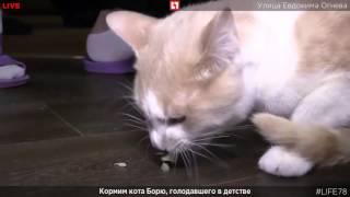 Борис и Наши Коты обожают огурцы!!! Boris and our cats love cucumbers