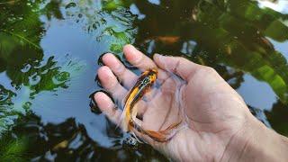 Budidaya ikan koi di kolam terpal murah dan hemat