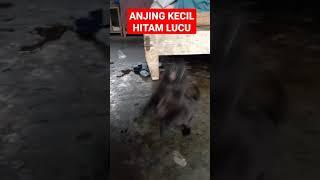 ANJING KECIL HITAM LUCU #SHORTS