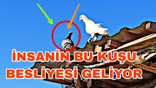 İNSANİN BU KUŞU BESLİYESİ GELİYOR NE KADAR SEVİMLİ BİŞEY