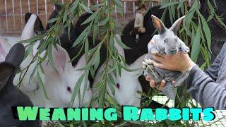 How To Wean Rabbits